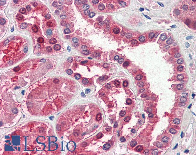 Anti-GOT1 antibody IHC of human kidney. Immunohistochemistry of formalin-fixed, paraffin-embedded tissue after heat-induced antigen retrieval. Antibody LS-B2405 concentration 5 ug/ml.