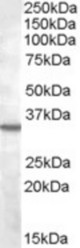 Antibody (2 ug/ml) staining of K562 lysate (35 ug protein in RIPA buffer). Primary incubation was 1 hour. Detected by chemiluminescence.