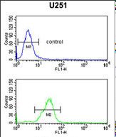 B3GALNT1 Antibody (N-term) flow cytometry of U251 cells (bottom histogram) compared to a negative control cell (top histogram).FITC-conjugated goat-anti-rabbit secondary antibodies were used for the analysis.