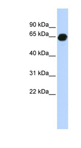 B3GALNT2 antibody LS-C102328 Western blot of Fetal Brain lysate.