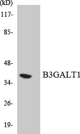 Western blot of the lysates from HUVEC cells using B3GALT1 antibody.