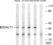 Western blot of extracts from HUVEC/COLO/Jurkat/HepG2 cells, using B3GALT1 Antibody. The lane on the right is treated with the synthesized peptide.