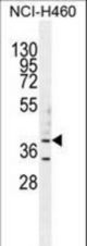 B3GALT5 Antibody western blot of NCI-H460 cell line lysates (35 ug/lane). The B3GALT5 antibody detected the B3GALT5 protein (arrow).