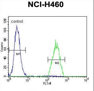 B3GALT5 Antibody flow cytometry of NCI-H460 cells (right histogram) compared to a negative control cell (left histogram). FITC-conjugated goat-anti-rabbit secondary antibodies were used for the analysis.