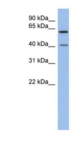 B3GALTL antibody LS-C111227 Western blot of SH-SYSY lysate.