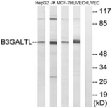 Western blot of extracts from HUVEC/MCF-7/Jurkat/HepG2 cells, using B3GALTL Antibody. The lane on the right is treated with the synthesized peptide.
