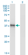 Western blot of B3GAT3 expression in transfected 293T cell line by B3GAT3 monoclonal antibody (M02), clone 1C11.