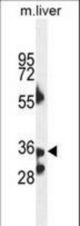 B3GNT4 Antibody western blot of mouse liver tissue lysates (35 ug/lane). The B3GNT4 antibody detected the B3GNT4 protein (arrow).