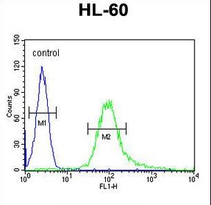 B3GNT4 Antibody flow cytometry of HL-60 cells (right histogram) compared to a negative control cell (left histogram). FITC-conjugated goat-anti-rabbit secondary antibodies were used for the analysis.