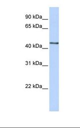 293T cell lysate. Antibody concentration: 1.0 ug/ml. Gel concentration: 12%.