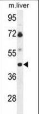 Western blot of B3GNT5 Antibody in mouse liver tissue lysates (35 ug/lane). B3GNT5 (arrow) was detected using the purified antibody.