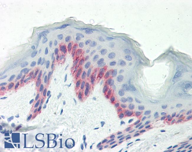 Anti-B3GNT7 antibody IHC staining of human skin. Immunohistochemistry of formalin-fixed, paraffin-embedded tissue after heat-induced antigen retrieval.