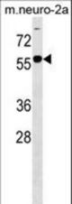 B4GALNT1 Antibody western blot of mouse Neuro-2a cell line lysates (35 ug/lane). The B4GALNT1 Antibody detected the B4GALNT1 protein (arrow).
