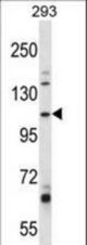 B4GALNT3 Antibody western blot of 293 cell line lysates (35 ug/lane). The B4GALNT3 antibody detected the B4GALNT3 protein (arrow).