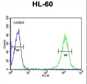B4GalT1 Antibody flow cytometry of HL-60 cells (right histogram) compared to a negative control cell (left histogram). FITC-conjugated goat-anti-rabbit secondary antibodies were used for the analysis.