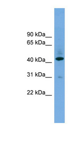 B4GALT2 antibody LS-C116268 Western blot of 293T cell lysate.