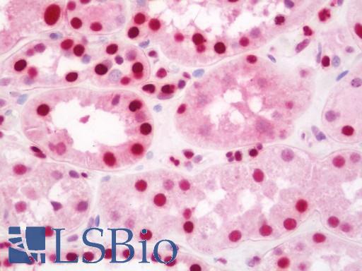Anti-AATF antibody IHC staining of human kidney. Immunohistochemistry of formalin-fixed, paraffin-embedded tissue after heat-induced antigen retrieval. Antibody LS-B11447 concentration 10 ug/ml.