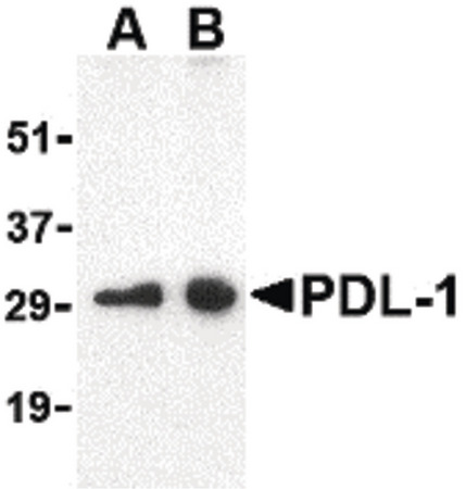 Western blot of PDL-1 in Raji cell lysate with PDL-1 antibody at (A) 0.5 and (B) 1 ug/ml.