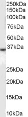 Antibody (0.1 ug/ml) staining of human liver lysate (35 ug protein in RIPA buffer). Primary incubation was 1 hour. Detected by chemiluminescence.