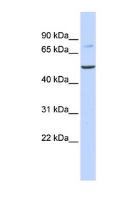 BAAT antibody LS-C102179 Western blot of Fetal Liver lysate.