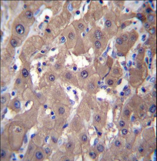 AKR1C2 Antibody immunohistochemistry of formalin-fixed and paraffin-embedded human liver tissue followed by peroxidase-conjugated secondary antibody and DAB staining.
