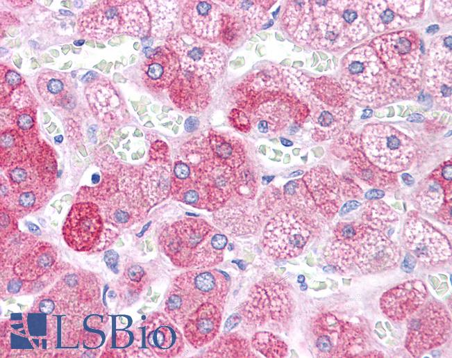 Anti-BACE1 antibody IHC of human adrenal. Immunohistochemistry of formalin-fixed, paraffin-embedded tissue after heat-induced antigen retrieval. Antibody LS-B4664 concentration 5 ug/ml.