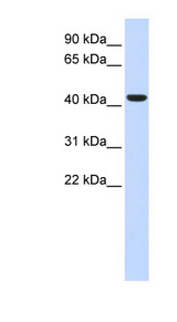 BACE1 antibody LS-B4664 Western blot of Fetal Liver lysate.