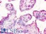 Anti-CCBP2 / D6 antibody LS-A363 IHC of human placenta. Immunohistochemistry of formalin-fixed, paraffin-embedded tissue after heat-induced antigen retrieval.