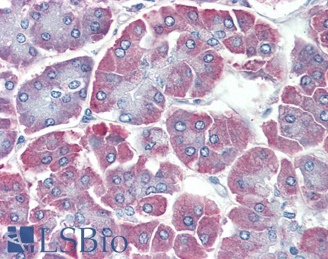 Anti-BACE2 antibody IHC of human pancreas. Immunohistochemistry of formalin-fixed, paraffin-embedded tissue after heat-induced antigen retrieval. Antibody LS-B3764 concentration 5 ug/ml.