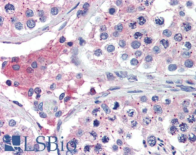 Anti-BACE2 antibody IHC of human testis. Immunohistochemistry of formalin-fixed, paraffin-embedded tissue after heat-induced antigen retrieval. Antibody LS-B3747 concentration 5 ug/ml.