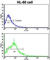 Flow cytometric of HL-60 cells using BACE2 Antibody (bottom histogram) compared to a negative control cell (top histogram). FITC-conjugated goat-anti-rabbit secondary antibodies were used for the analysis.