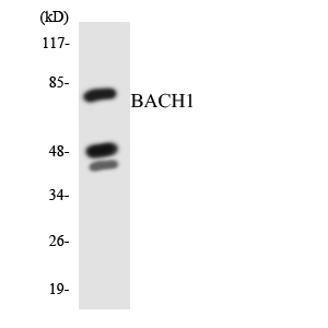Western blot of the lysates from HeLa cells using BACH1 antibody.