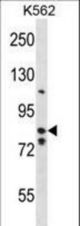 BACH2 Antibody western blot of K562 cell line lysates (35 ug/lane). The BACH2 antibody detected the BACH2 protein (arrow).
