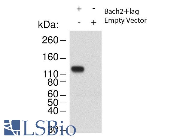 Western Blot of Rabbit anti-Bach2 antibody. Lane 1: 293T cell lysates overexpressing Bach2-Flag. Lane 2: 293T cell lysates. Load: 20 ug per lane. Primary antibody: Bach-2 antibody at 1:1000 for overnight at 4 degrees C. Secondary antibody: rabbit HRP secondary antibody at 1:10,000 for 45 min at RT. Block: 5% BLOTTO overnight at 4 degrees C. Predicted/Observed size: 91.7 kDa, ~130 kDa for Bach2. Other band(s): none.