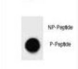 Dot blot of BAD Antibody (Phospho T80) Phospho-specific antibody on nitrocellulose membrane. 50ng of Phospho-peptide or Non Phospho-peptide per dot were adsorbed. Antibody working concentrations are 0.6ug per ml.