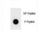 Dot blot of mouse BAD Antibody (Phospho T94) Phospho-specific antibody on nitrocellulose membrane. 50ng of Phospho-peptide or Non Phospho-peptide per dot were adsorbed. Antibody working concentrations are 0.6ug per ml.