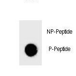 Dot blot of Phospho-BAD-T137 Antibody Phospho-specific antibody on nitrocellulose membrane. 50ng of Phospho-peptide or Non Phospho-peptide per dot were adsorbed. Antibody working concentrations are 0.6ug per ml.