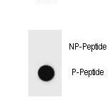 Dot blot of Phospho-BAD-Y76 Antibody Phospho-specific antibody on nitrocellulose membrane. 50ng of Phospho-peptide or Non Phospho-peptide per dot were adsorbed. Antibody working concentrations are 0.6ug per ml.