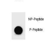 Dot blot of Phospho-BAD-Y110 Antibody Phospho-specific antibody on nitrocellulose membrane. 50ng of Phospho-peptide or Non Phospho-peptide per dot were adsorbed. Antibody working concentrations are 0.6ug per ml.