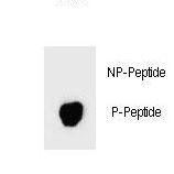 Dot blot of Phospho-BAD-S74 Antibody Phospho-specific antibody on nitrocellulose membrane. 50ng of Phospho-peptide or Non Phospho-peptide per dot were adsorbed. Antibody working concentrations are 0.6ug per ml.