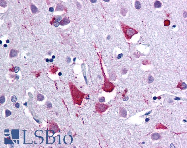 Anti-CXCR7 antibody LS-A1437 IHC of human brain, cortex. Immunohistochemistry of formalin-fixed, paraffin-embedded tissue after heat-induced antigen retrieval.