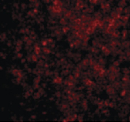 Immunofluorescence of BAD in Rat Thymus cells with BAD antibody at 10 ug/ml.