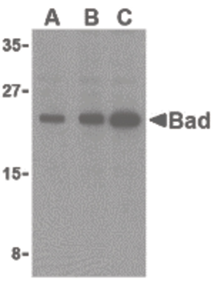 Western blot of Bad in T24 cell lysates with Bad antibody at (A) 0.5, (B) 1, and (C) 2 ug/ml.