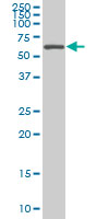 AATF monoclonal antibody (M04), clone 3C7 Western blot of AATF expression in HeLa NE.