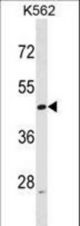 ACTL6A Antibody western blot of K562 cell line lysates (35 ug/lane). The ACTL6A antibody detected the ACTL6A protein (arrow).