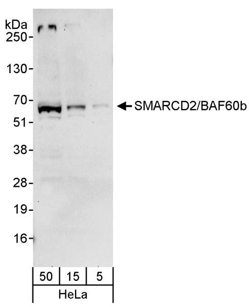 Detection of Human SMARCD2/BAF60b by Western Blot. Samples: Whole cell lysate (5, 15 and 50 ug) from HeLa cells. Antibody: Affinity purified rabbit anti-SMARCD2/BAF60b antibody used for WB at 0.04 ug/ml. Detection: Chemiluminescence with an exposure time of 30 seconds.