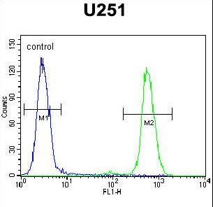 CMKOR1 Antibody flow cytometry of U251 cells (right histogram) compared to a negative control cell (left histogram). FITC-conjugated goat-anti-rabbit secondary antibodies were used for the analysis.