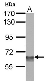 Sample (30 ug of whole cell lysate) A: NIH-3T3 7.5% SDS PAGE SMARCD3 antibody diluted at 1:5000