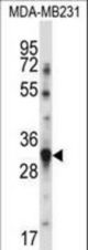 TNFSF13B Antibody western blot of MDA-MB231 cell line lysates (35 ug/lane). The TNFSF13B antibody detected the TNFSF13B protein (arrow).