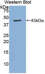 Western blot of recombinant BAFF Receptor / BAFF-R.